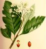 Baum Blatt Frucht von Sorbus intermedia